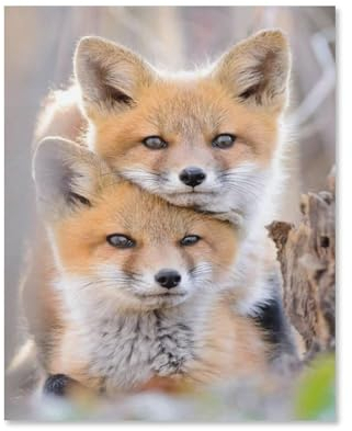 Puzzle Für Erwachsene 1000 Teile DIY Papier Puzzles Erwachsene Kinder Puzzle Klassisches Puzzle,Kleiner Fuchs,1000 Teile Puzzle Geschenke Für Liebhaber Oder Freunde(50x70cm)-F6