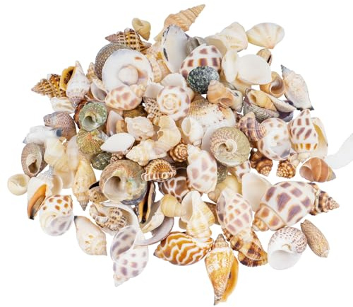 SZSIQI 0,5 KG Muscheln zum Basteln, 0,5-4 cmMuscheln Deko, Ozean Muscheln Gemischt für Deko Maritime Deko Sand Thema Party Aquarium Vase Füllstoffe Hochzeit Fisch Panzer DIY Kunsthandwerk