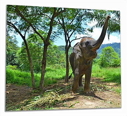 Wallario Herdabdeckplatte/Spritzschutz aus Glas, 2-teilig, 60x52cm mit 8mm hohen Füßen, für Ceran- und Induktionsherde, Junger Elefant im Dschungel