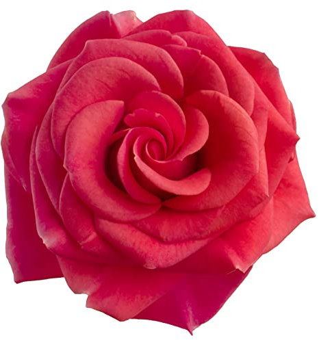 Climbing Rose Plants, 'Paul's Scarlet', 1 x Full Plant in a 5 Litre Pot, Red Rose Bush, Garden Ready and Ready to Plant, Premium Quality Roses