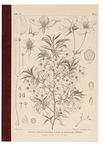 HOBONICHI Techo Accessories Plain Notebook (A5) - Yamazakura