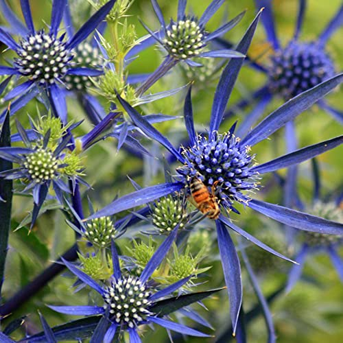 kugeldistel saatgut samen,kugeldistelsamen,Eryngium planum,Kleiner Mannstreu,Eryngium amethystinum,blaue distelsamen,blumensamen,mittagsblume winterhart deko pflanze 80Stück