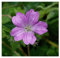 10 x Geranium endressii (Winterhart/Stauden/Staude/Bodendecker/Mehrjährig) Pyrenäen Storchschnabel - Unermüdlich blühend und einfach bezaubernd - sehr Bienenfreundlich - von Stauden Gänge