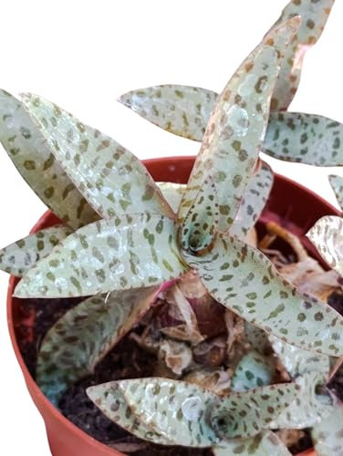 Scilla socialis Miner pianta succulenta bulbosa Ledebouria socialis