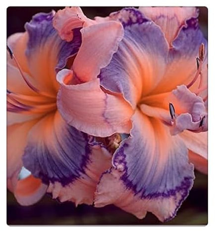 Seltene, Exotisch, Mysteriöse magische Glühbirne, Winterhart pflanzen, Lebende Pflanzen, Mehrjährige Blumenzwiebel ist winterhart, Blumenzwiebel Mix-3 Taglilien zwiebeln