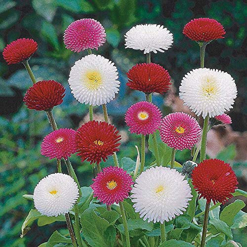 Bellis Perennis 'Bellissima Mix' x 12 Mini Plug Plants Red Pink & White English Daisies Hardy