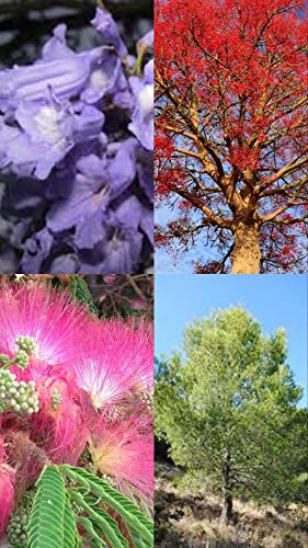 Lote 4 tipos de semillas (Jacaranda, Arbol de Fuego Illawarra, Acacia de Constantinopla, Pino Carrasco)