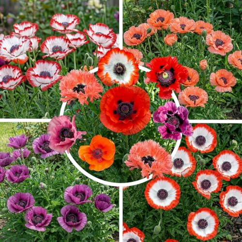 FLORIUM Papaver Orientale Kollektion Türkischer Mohn – 5 Pflanzen | 5 Papaver-orientale-Pflanzen, Weiß-Rot-Rosa-Violett, winterhart, mehrjährig, aus Holland, für Beet