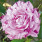 20 Gorgeous Garden Flower Rose Seeds, Rare Color, Real Seeds, Ideal DIY Homes 20Purple Dragon Rose: Only Seeds