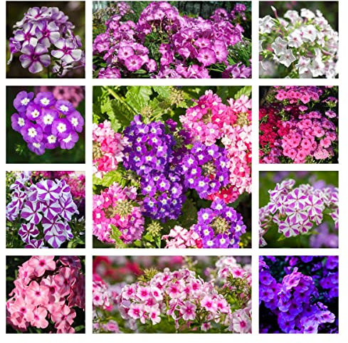 Semillas De Phlox Flores Perennes Semillas De Flores Resistentes Semillas De Flores Perennes Phlox Semillas De Plantas De JardíN De Mariposas Semillas De Flores Silvestres 200 Semillas Mixtas De Phlox