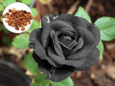 110pcs Black Baccara Hybrid Rare Rose Flower Seeds: Seeds:Seeds
