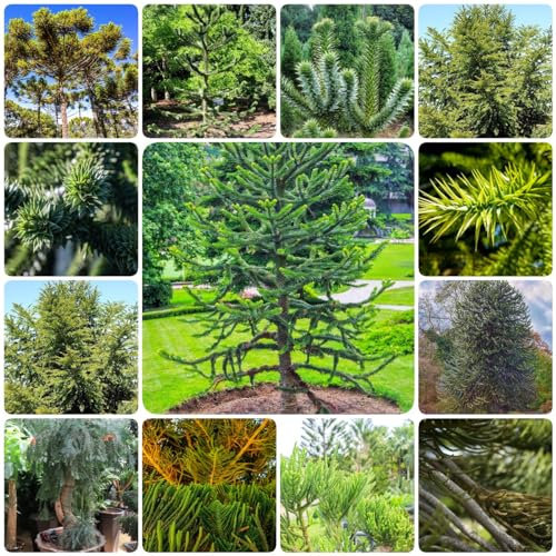 400 piezas semillas de árbol de araucaria - plantas regalos de jardín para mujeres, araucaria araucana, maceta techo enverdecimiento árbol bonsái plantas en maceta al aire libre semillas