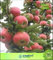 Pinkdose Dwarf Miniatur Fuji-Apfelbaum Fruchtsamen Non Hybrid Seed