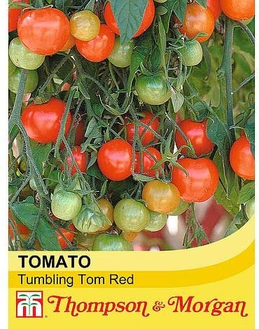 Tomato Tumbling Tom Red Solanum Lycopersicum Garden Plant Half- Hardy Annual 15 Seeds Easy to Grow Your Own 1x Seed Packet by Thompson and Morgan