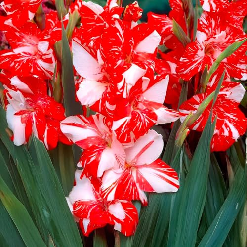Bulbi di GLADIOLI | Bulbi provenienti dai migliori produttori Olandesi | Esclusiva selezione e controllo qualità | Fioritura garantita dal primo anno. (10 Gladioli ZIZANIE)
