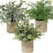 3PCS Plantes Artificielles Fleurs en Pot, Petites Fausses Plantes, Plantes artificielles Interieur pour Bureau Intérieur Jardin Maison Table Décor,#3