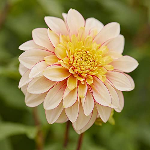 1 x Dahlia Anemone Flowering – Perennial – Summer Flowering Bulb – for Your Beautiful Garden (1 x Dahlia Anemone Flowering Polka)