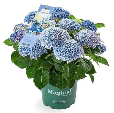 Green boutiQ - Balkonpflanze - Hortensie - Hydrangea Magical Revolution Blue - Blau - 6-10 Blumen - 2 Pflanzen - Topf 23cm Höhe 55cm