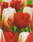 20 Tulpenzwiebeln Carnaval de Rio und Apeldoorn gemischt Blumenzwiebeln
