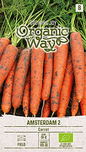 Organic Way | ZANAHORIAS AMSTERDAM 2 semillas | Semillas de Hortalizas | Semillas Zanahoria | semillas de jardín | Una variedad temprana | 1 paquete