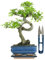 Bonsai Baum mit Keramik Blumentopf - Chinese elm mit - ca. 7 Jahre (15 cm Schale, ca. 7 Jahre)