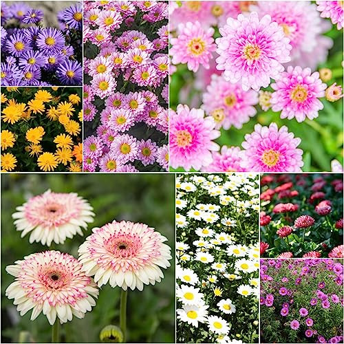 500 Stücke Gänseblümchen Samen Für Rasen, Blumen Für Balkon, Bodendecker Samen Winterhart (Bellis Perennis) Blumensamen Balkon, Winterharte Stauden Deko Blumen Bodendecker Gänseblümchen