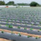 ZiStarlilife Garten-Mulch-Garten-Kunststoff-Folie, Kontrollmembran mit Löchern, Barriere, Pflanzfolie für Kartoffeln, Tomaten, Auberginen, Erdbeeren, Früchte (10 m x 0,95 m)