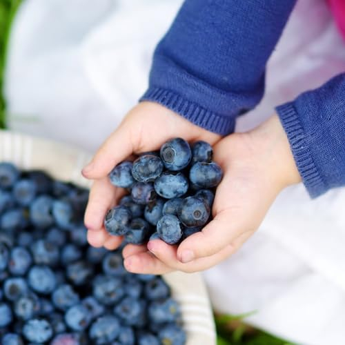 50 pcs heidelbeeren pflanzen winterhart, samen säulenobst plants robuste balkonpflanzen winterhart heidelbeere blaubeeren samen säulenobstbäume winterfeste pflanzen für balkon bäume