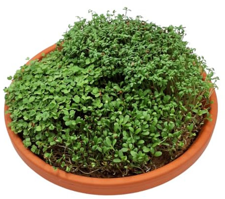 Green Mageo Family - Juego de cultivo de berros (31 cm, 1 unidad, incluye paquete maxi de berros, semillas de alfalfa y rúcula y alfombrilla de cultivo de yute, tamaño familiar)