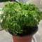 rose von jericho kaufen zwiebeln seltene pflanzen, blumen zwiebeln jericho rose blumenzwiebeln blumenzwiebel pflanzer topfpflanzen draußen winterhart grünpflanzen, deko wohnzimmer 1pcs
