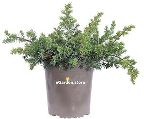 Pianta di Juniperus Conferata Blue Pacific o Junieprus Rigida Blue Pacific o Ginepro pianta ornamentale tappezzante da esterno pianta vera venduta da eGarden.store