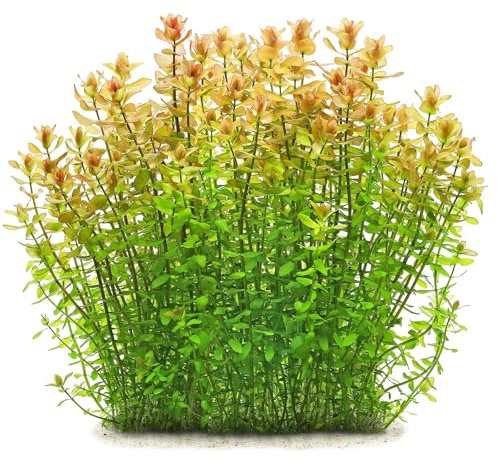 Aquasabi - Bacopa caroliniana - Carolina-Fettblatt - in Vitro XL 8,5 cm - Hintergrund Wasserpflanze für Aquarium - in Vitro Aquarienpflanze - Aquascaping