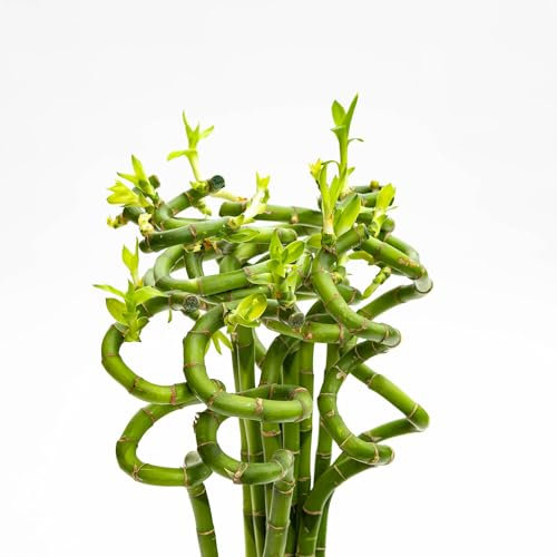 Pianta vera di Lucky Bamboo spirale - si vende 1 pianta