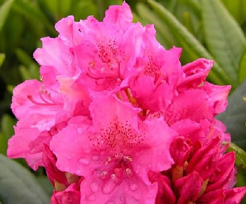 100 Stück rosa Rhododendron-Blumensamen