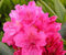 100 semi di fiori di rododendro rosa