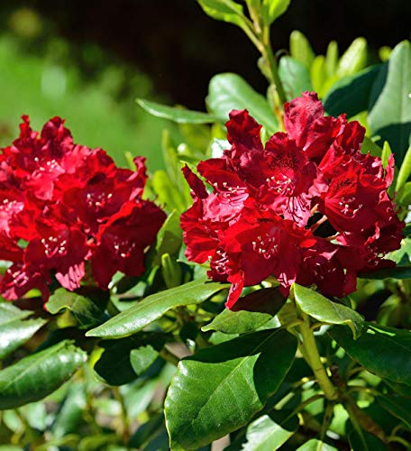Großblumige Rhododendron Cherry Kiss 30-40cm - Alpenrose - lebende Gartenpflanze aus den Baumschulen