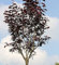 Hochstamm Blutpflaume 80-100cm - Prunus cerasifera