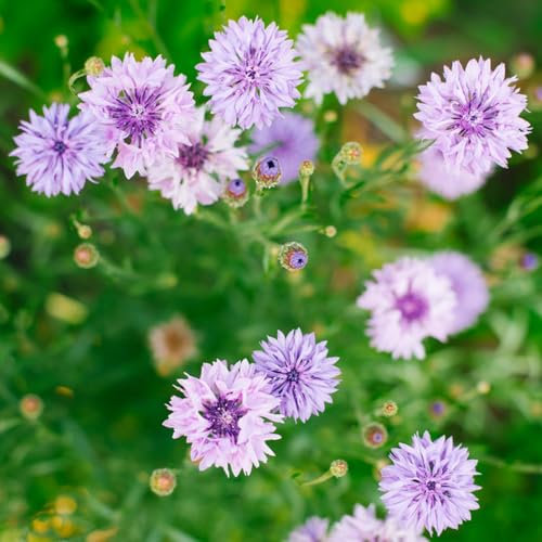 semillas de aciano, aciano Plantas de roca resistentes, plantas de flores resistentes para exterior. Plante semillas en interiores, plantas perennes resistentes. Las plantas de jardín 500pcs