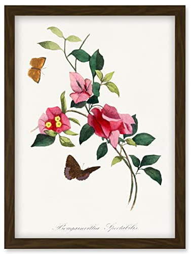 Wee Blue Coo Bougainvillea Pretty Pink Floral Vine Bloom with Butterflies Vintage Illustration Artwork Framed Wall Art Print A4