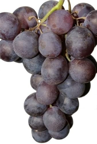 Vitis vinifera Königliche Esthertraube - blaue Weinrebe Tafeltraube - kernarm und frühreifend