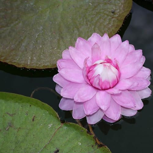 Seerosenpflanze, Trockenheitstolerant Und Einfach Anzubauen, Winterhart Pflanzen, Magic of Nature, Sie Reinigen Das Wasser, Unglaublich AnpassungsfäHig. -30pcs-e