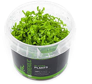 Pfennigkraut/Lysimachia nummularia - NatureHolic In-Vitro Aquarium Pflanze