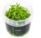 Pfennigkraut/Lysimachia nummularia - NatureHolic In-Vitro Aquarium Pflanze