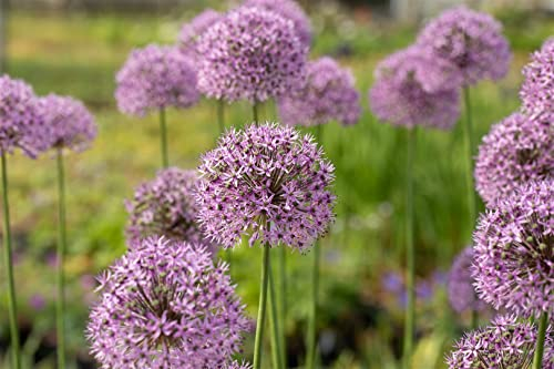 Allium aflatunense 'Gladiator' ca. 9x9 cm Topf - Zierlauch, violette Blüten, Blütezeit Mai-Juni, ideal für Rabatten, bienenfreundlich, pflegeleicht