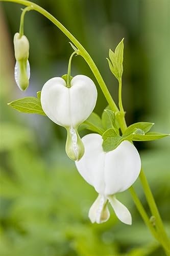 Dicentra spectabilis 'Alba' ca. 9x9 cm Topf - Weißes Tränendes Herz, weiße Blüten, Blütezeit Mai-Juni, ideal für schattige Beete, pflegeleicht und winterhart