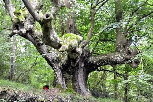 Rotbuche Samen, Fagus Sylvatica, 40 Stück