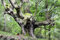 Rotbuche Samen, Fagus Sylvatica, 40 Stück