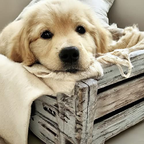 Reofrey Diamond Painting Zubehör DIY Diamantmalerei Hundekorb Bohren Voll Stickerei Strass Diamant Malerei Set Wanddekoration 40x40 cm