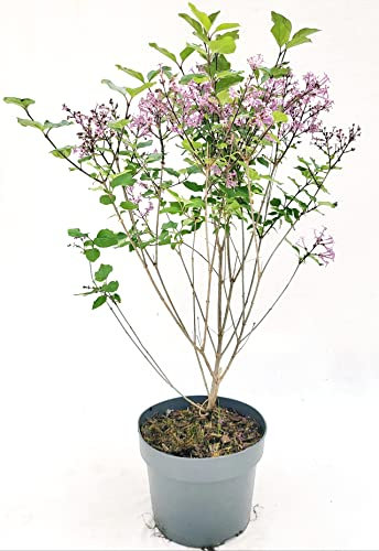 POWERS TO FLOWERS - SYRINGA VULGARIS, LILLA' PIANTA DI LILLA', VASO 20cm, altezza 60cm, pianta vera