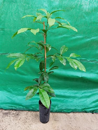 Schwarze Sapote (Diospyros nigra), Schokoladenpudding-Frucht, junger Baum